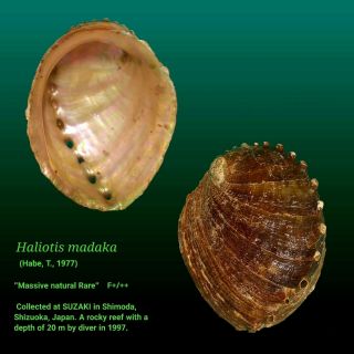 Japanese Sea Shells　haliotis Madaka 197.  5mm Rare Massive Natural　abalone Shell