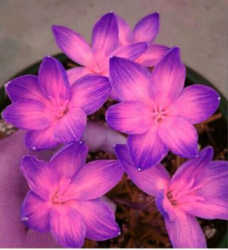 Rare Rain Lily Bulbs Zephyranthes Perennial Pink Purple Primulina Flower Plants