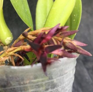 Bulbophyllum Tremulum Rare Orchid Species Flowering Size Plant