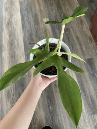 Philodendron Florida Ghost - Rare Aroid Plant