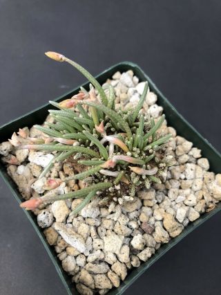 Avonia quinaria specimen - Very rare,  caudex,  caudiciform,  succulent 3