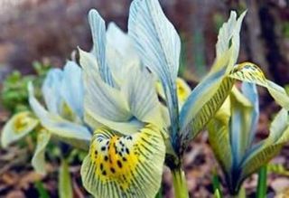 Iris 2 Bulbs Bonsai Perennial Resistant Flower Rare Fresh Beautifying Gifts Top