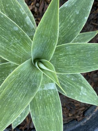 Variegated Agave Attenuata With Mottled Variegation - Collector Succulent,  Rare