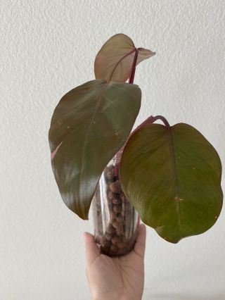 Rare Pink Princess Philodendron Rooted Node Cutting