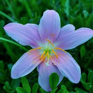Rare Rain Lily Bulbs Zephyranthes Perennial Flower Light Purple First Love Pot