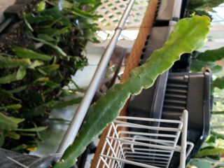 EPIPHYLLUM Orchid Cactus Kiwi GHOSTLY cutting,  extremely rare 2