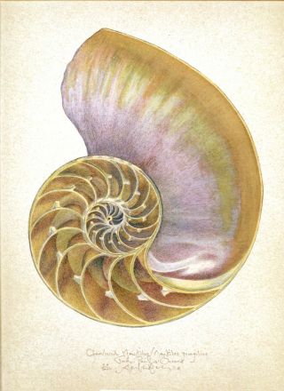 Chambered Nautilus Sea Shell Interior Hand Worked Art Print