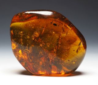 Burmese Amber,  Fossil Inclusion,  Large 15.  7g Piece With A Rare Enicocephalidae