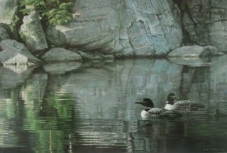 Vintage Art Robert Bateman Northern Reflections Loon Family Ducks Duckling Pond