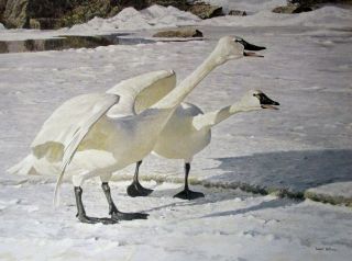 Vintage Art Robert Bateman Courting Swans 1976 Snow Pond Canada Goose Family 
