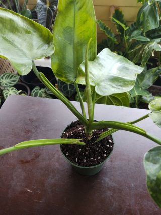 Philodendron Jose Buono Rare Aroid For (ramadhavpe0)