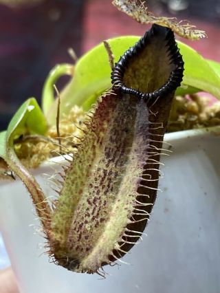 Nepenthes Robcantleyi X Hamata Rare Toothy Carnivorous Plant
