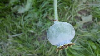 Iranian Viable Heirloom Poppy Seeds Very Rare Ready For Planting Sativa Property