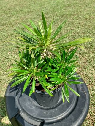 Madagascar Palm Pachypodium Lamerei Multi Head Well Rooted Plant Geayi.  029