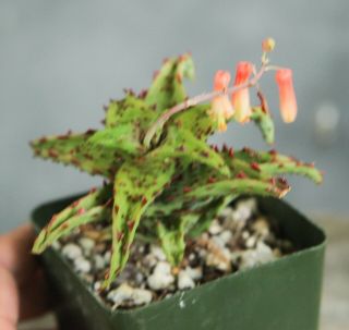 ALOE CASTILLONIAE Rare Succulent flowering size specimen castillonae madagascar 2