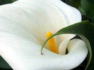 2 Bulbs Of Jumbo Pure White Calla Lily - Rare Perennial Pond Water - Live