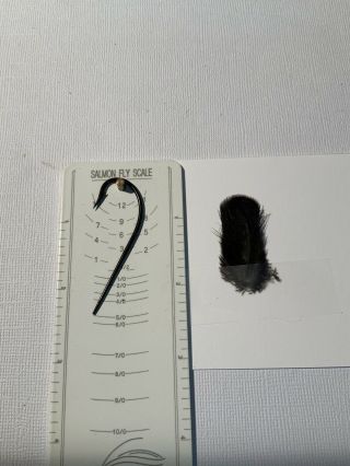 Black Indian Crow Feathers For Trying Black Prince Salmon Fly Tying Flies Rare