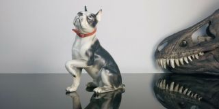 Vintage Boston Terrier Ceramic Figurine Japan Rare Begging With Collar