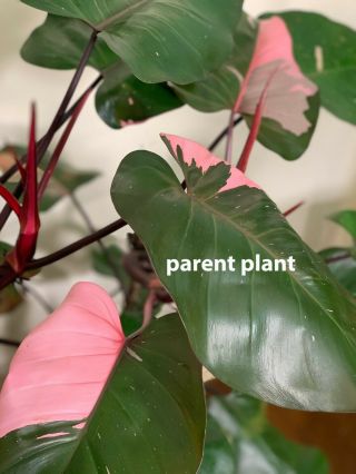 Philodendron Pink Princess - Rooted Cutting Rare Aroid