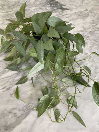Epipremnum Pinnatum ‘cebu Blue’ Pothos 6 Inch Pot Rare Houseplant