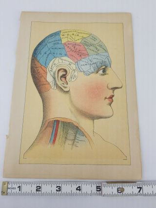 Antique Page From A Science And Health Encyclopedia Book Phrenology Chart