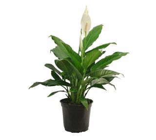 Peace Lily Plant - Spathyphyllium - Great House Plant - 4 " Pot Gift Holiday Rare