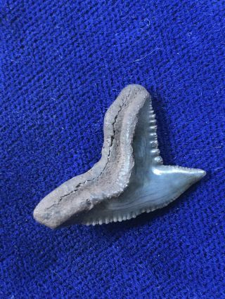 Rare Large Eocene Galeocerdo Latidens Fossil Extinct Tiger Shark Tooth Florida