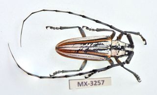 Cerambycidae - Deliathis Incana Island Mexico Very Rare Ultra A1 Mx - 3257