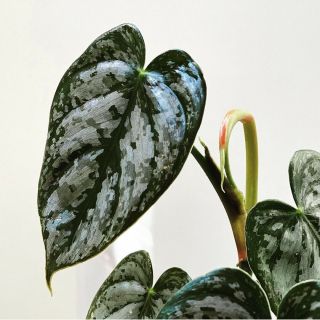 Philodendron Brandtianum Silver Variegated Leaves Rare Aroid Branditianum