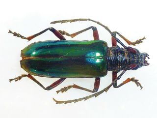 Neoplocaederus Sp Female Huge Rare Color Cerambycidae Cameroon