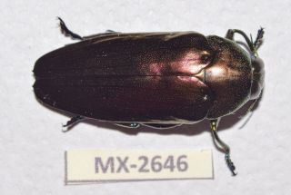 Buprestidae Colobogaster Sp.  Mexico Los Chimalapas A1 Oaxaca Rare Mx - 2646