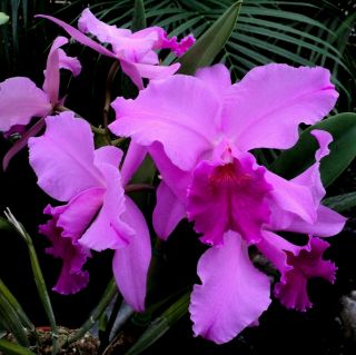 Rare Cattleya Orchids - C Kitty Wren (fabia X Gaskelliana)