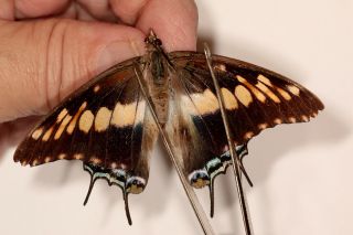 Nymphalidae Charaxes Achaemenes Monticola Pair Rare From Uganda