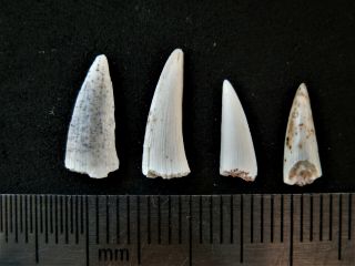 4 Devonian Fish Tooth.  Rare