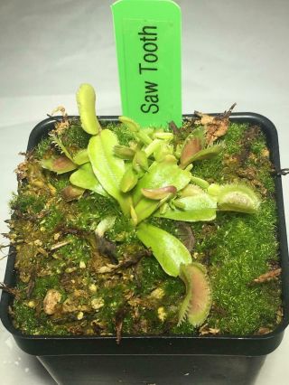Dionaea Muscipula Venus Fly Trap 