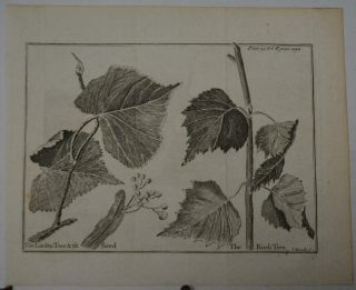 Antique 18th Century Engraving Birch And Linden Tree Leaves Tree Botany 1740 