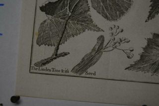 Antique 18th Century Engraving Birch and Linden Tree Leaves Tree Botany 1740 ' s 2