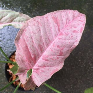 Rare Syngonium Strawberry Milk Spot Variegata Rooted Plant Pink Variegated