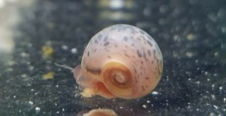 8,  Rare Pink Leapord Ramshorn Snails (juvenile Size)