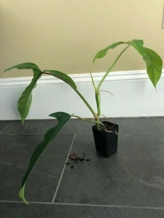 Rare Philodendron 69686 Aroid Plant Potted And Ready To Ship