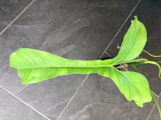 RARE Philodendron 69686 Aroid Plant potted and ready to ship 3