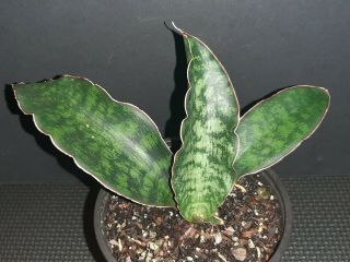 Sansevieria Macrophylla Rare Exotic Succulent