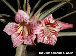ADENIUM PLANT DESERT ROSE RARE SPECIES CRISPUM 104 FOR BONSAI RED & WHITE 2