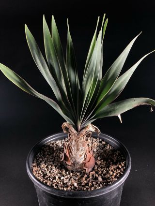 Boophane Disticha Specimen - Rare Caudex,  Bulb,  African Succulent