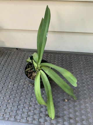 Vandopsis gigantea HUGE Orchid Species 22” leafspan Rare Vanda Type 2