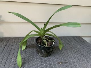 Vandopsis gigantea HUGE Orchid Species 22” leafspan Rare Vanda Type 3