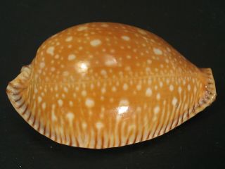 Rare Beauty.  Cypraea Guttata Surinensis 51.  5mm Thailand Seashell