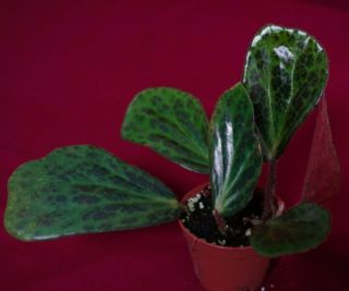 Begonia Plant Blancii Spotted Rare Terrarium Plant 2 " Pot