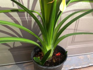 Rare Drsolomon Hybrid Yellow Clivia Lily Plant W/offset,  Gift