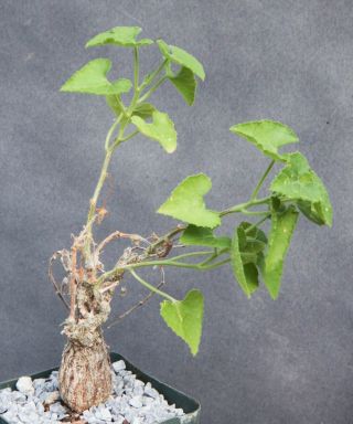 Corallocarpus Bainesii Rare Succulent Caudex Caudiciform Seed Grown Fat Plant